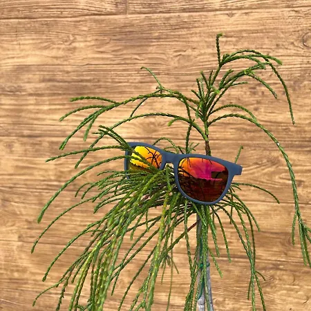 Jasminowa Park Zator